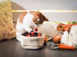 Bolehkah Kucing Menyantap Buah?