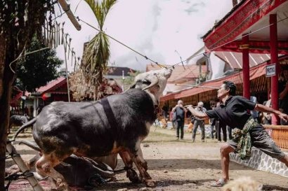 Festival Budaya Toraja dan Geliat Pariwisata