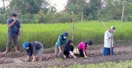Ilustrasi Foto Dok KKN unila.ac.id