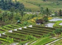 Gambar Irigasi Sebaga Warisan Budaya Takbenda oleh UNESCO pada tahun 2012 