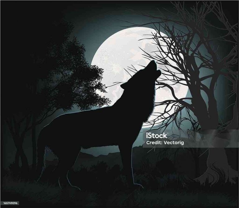 Ilustrasi Gambar  https://pixabay.com/id/vectors/serigala-bulan-waktu-malam-bintang-4561204/